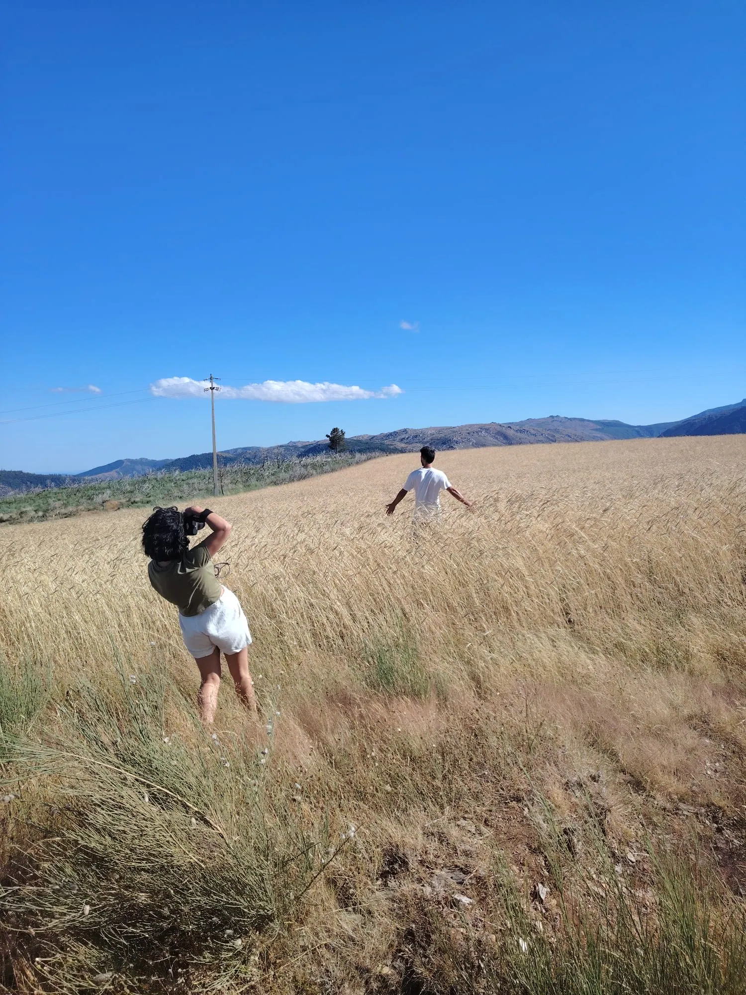 Campo de trigo serrano em passeio 4x4