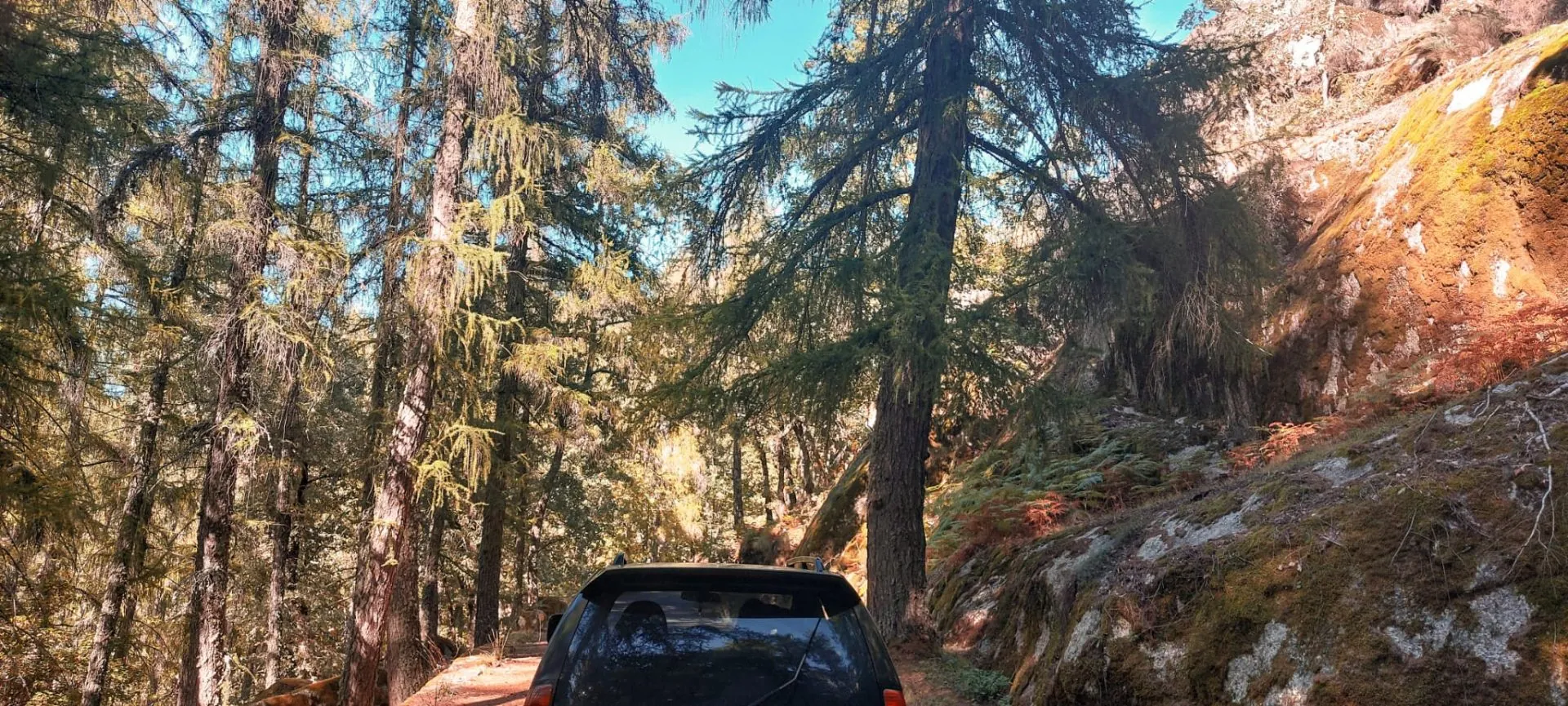 Jipe 4x4 entre floresta na Serra da Estrela ao entardecer