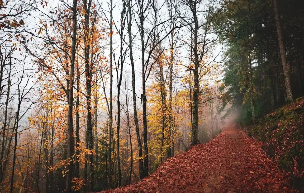 Leaf-covered path through golden beech trees in autumn, Manteigas, Serra da Estrela