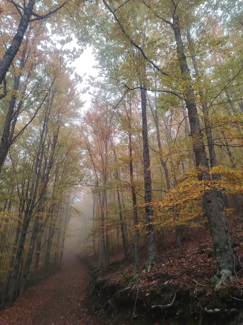 Fog among beech trees with yellow and copper leaves on a dirt path in Serra da Estrela