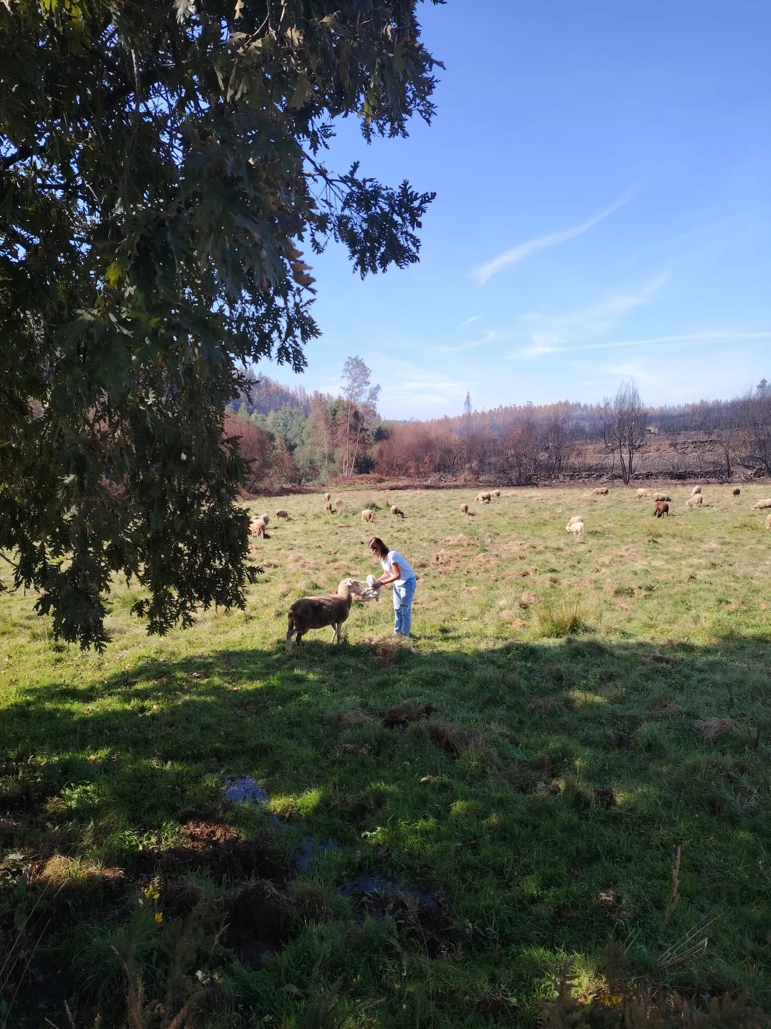 Pastoreio de ovelhas tradicional na Serra da Estrela